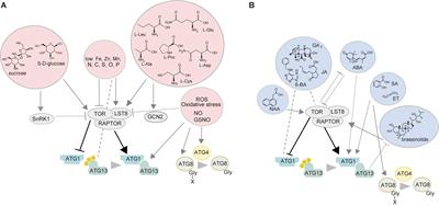 Knowing When to Self-Eat – Fine-Tuning Autophagy Through ATG8 Iso-forms in Plants